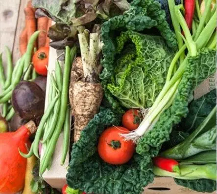 Green Earth Organics