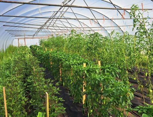 Annie's Organic Farm 2
