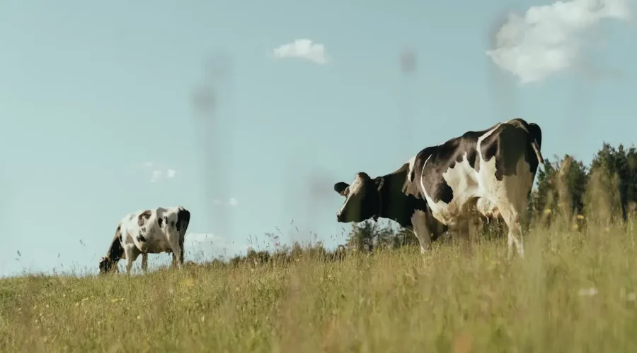 How Animals Are Raised Organically in Ireland