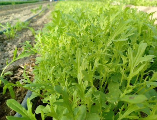 Garden County Organics