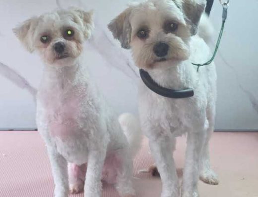 Deluxe Mutz Dog Grooming