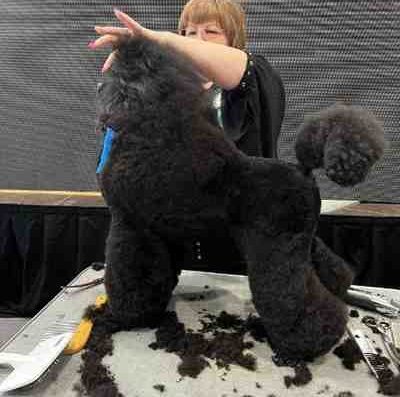 Dublin Dog Grooming