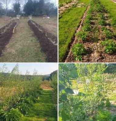 Hazel and Davi’s Farm