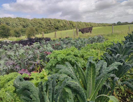 Slieve Bloom Organics